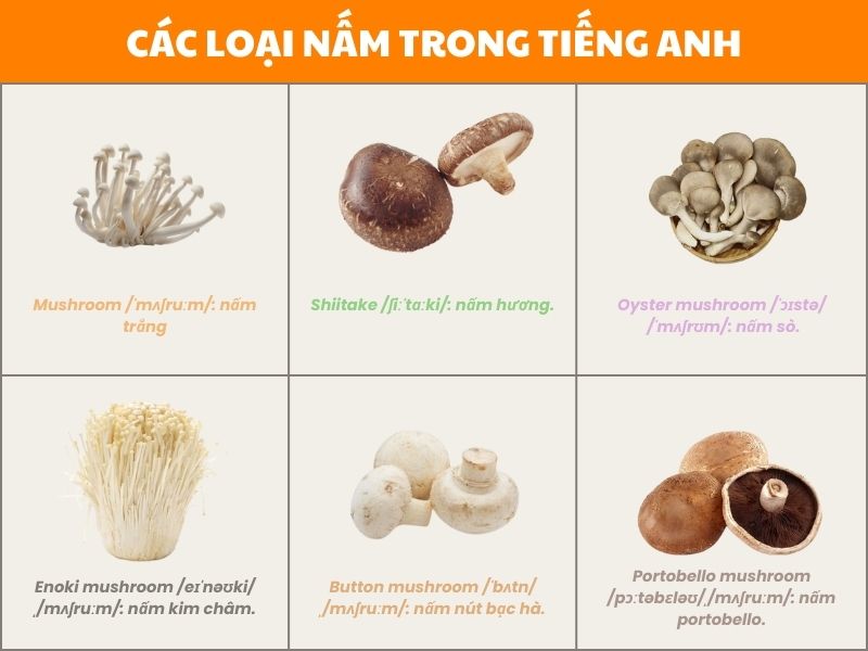 Từ vựng LLC88.com đặc quyền hội viên vip về các loại nấm