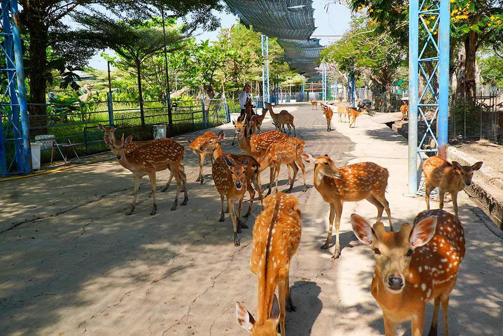 Điểm nhấn của chương trình LC 88 Nhà Cái Summer Joy 2025